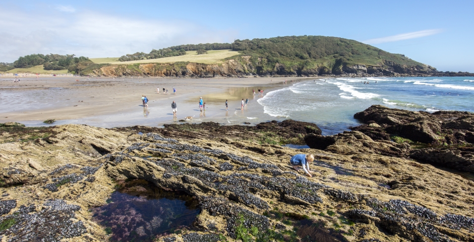 Our guide to rock pooling